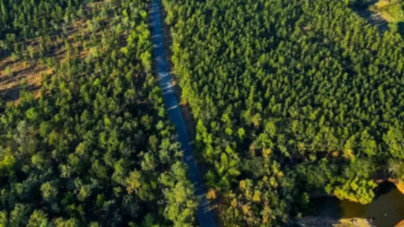 Why Jharkhand is Called the 'Land of Forests': Forest Cover and Wildlife