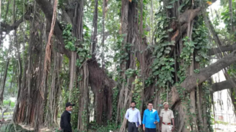 World's Oldest Scientifically-Dated Banyan Tree Found in Bihar's Munger