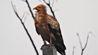Bengaluru's New High-Rise Plan Worries Birders Over Species Loss