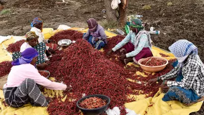 Byadagi: The Chilli Town of Karnataka That Runs on Red Gold
