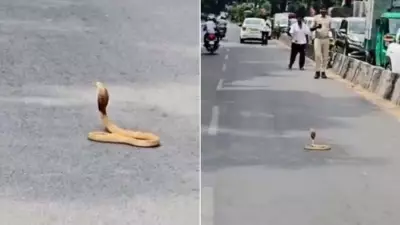 Cobra Blocks Bengaluru Road for 40 Minutes, Viral Video Stuns Internet