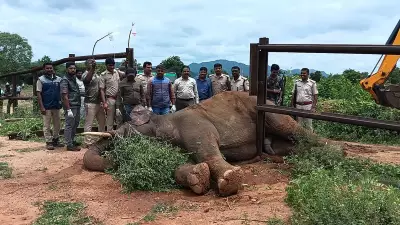 Elephant Rescued from Village Near Proposed Mekedatu Dam in Karnataka