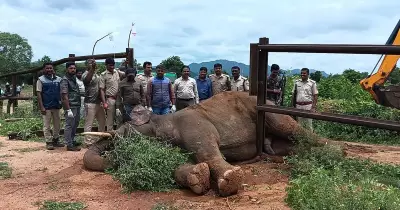 Forest staff rescue wild elephant trapped in rail barricade in Karnataka