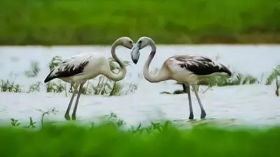 Greater Flamingos Visit Bengaluru's Hoskote Lake in Rare Sighting