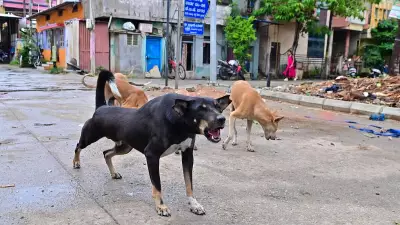Krishna Byre Gowda slams poor animal birth control in Bengaluru