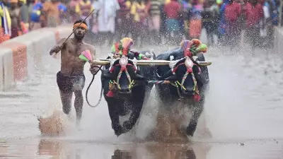 Mysuru Dasara 2026: Drought Threatens Kambala and Grand Celebrations