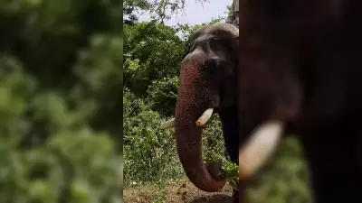Mysuru Dasara's Star Elephant Abhimanyu's Tusk Damaged
