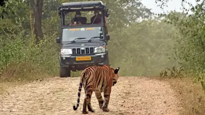 Only 21% tourism capacity used in Bandipur, Nagarahole: Report