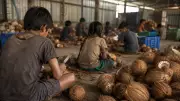 7 Child Labourers Rescued from Coconut Processing Unit in Karnataka