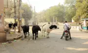 Bathinda Municipal Body Imposes ₹1 Lakh Fine for Abandoning Stray Cattle