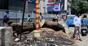 Bengaluru loses 19,268 trees in three years: development, private actions