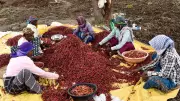Byadagi: The Indian Town That Lives and Breathes Chillies