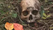 Cannibalism Causes Population Collapse, New Study Finds