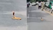 Cobra Blocks Bengaluru Road for 40 Minutes, Viral Video Stuns Internet