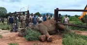 Forest staff rescue wild elephant trapped in rail barricade in Karnataka