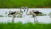 Greater Flamingos Visit Bengaluru's Hoskote Lake in Rare Sighting