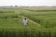 ICAR-CPRI's Khet Bachao Abhiyaan reaches 1,200 farmers in Himachal
