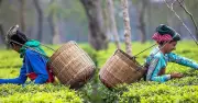 India's first commercial matcha tea produced in Assam with Japanese collaboration