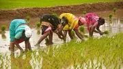 Maharashtra Tables Women Farmers Bill for Legal Recognition