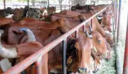 MP to give cows at subsidised rates to Ladli Behna beneficiaries