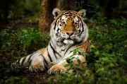 NTCA unveils science-driven roadmap for active tiger management in India