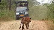 Only 21% tourism capacity used in Bandipur, Nagarahole: Report