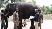 Rigorous Dasara elephant selection after deadly Dubare incident