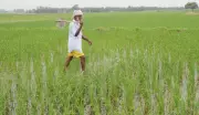 Sirsa farmers urge Haryana to finalise Kharif crop insurance firms