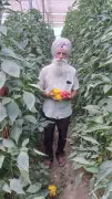 Sultanpur Lodhi farmer earns big with polyhouse farming, sets example